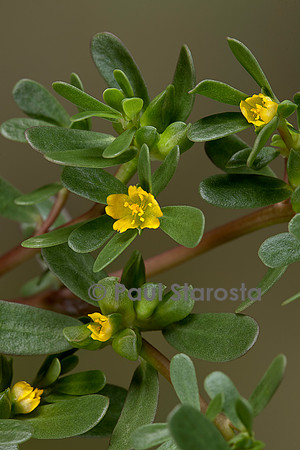 Portulaca oleracea (porcelane, pourpier, pourpier potager, pourpier maraîcher) - en fleur