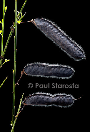 Cytisus scoparius (genêt à balais) - fruit