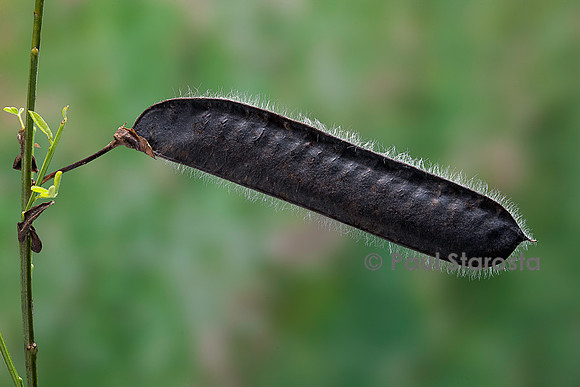 Cytisus scoparius (genêt à balais) - fruit
