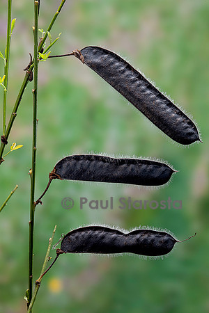 Cytisus scoparius (genêt à balais) - fruit