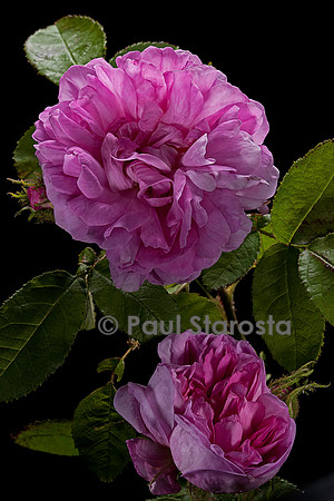 Rosa X centifolia ‘René d'Anjou’