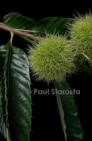 Castanea sativa (Châtaignier, châtaignier commun) - fruits (bogues)