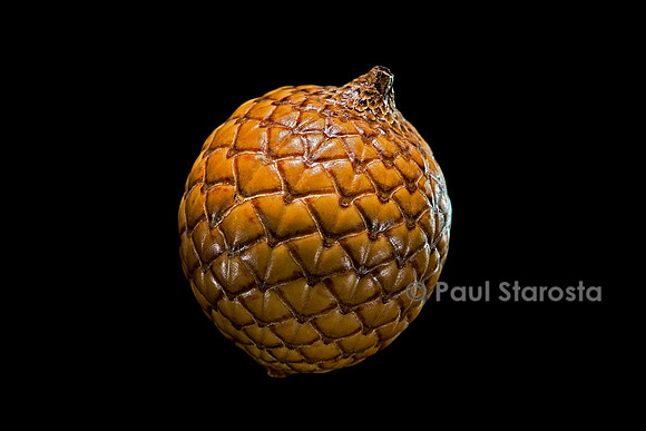 Calamus sp. (rotin) - fruit