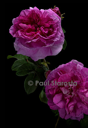 Rosa gallica ‘Jenny Duval’