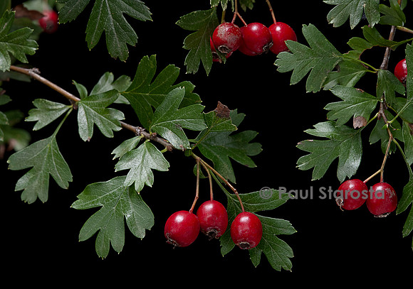 Crataegus monogyna (aubépine monogyne, aubépine à un style, épine blanche) - fruits ou cenelles