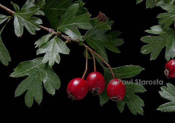 Crataegus monogyna (aubépine monogyne, aubépine à un style, épine blanche) - fruits ou cenelles