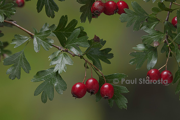 Crataegus monogyna (aubépine monogyne, aubépine à un style, épine blanche) - fruits ou cenelles