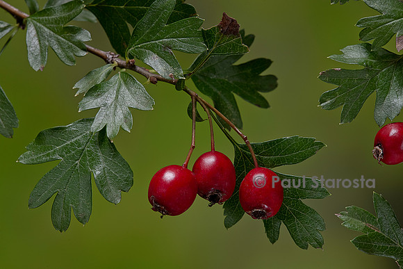 Crataegus monogyna (aubépine monogyne, aubépine à un style, épine blanche) - fruits ou cenelles