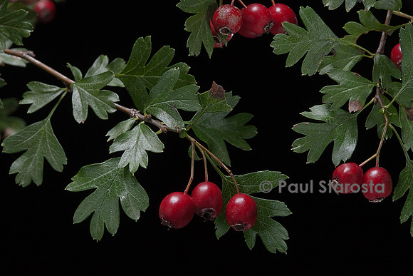 Crataegus monogyna (aubépine monogyne, aubépine à un style, épine blanche) - fruits ou cenelles