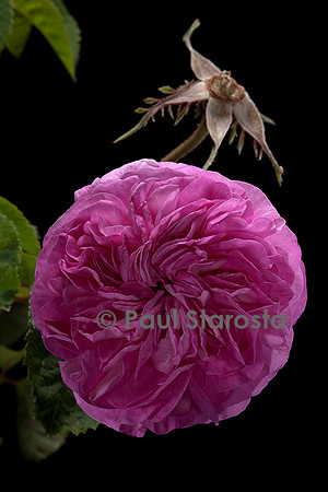Rosa X damascena ‘Œillet Rose’