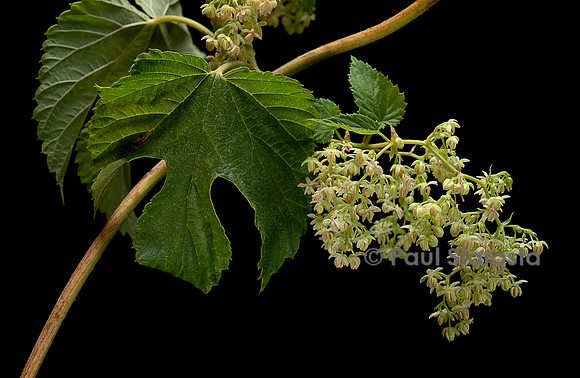 Humulus lupulus (houblon) - inflorescence mâle