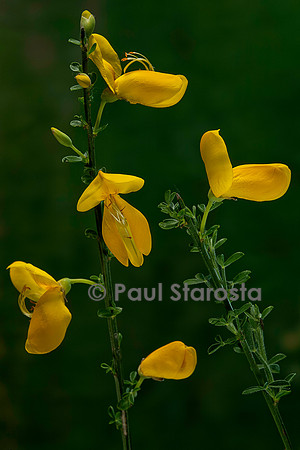 Cytisus scoparius (genêt à balais)