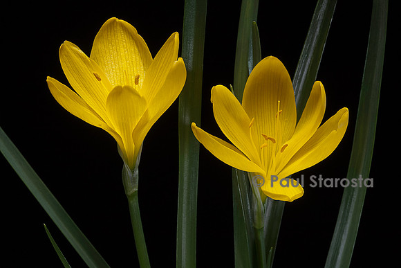 Sternbergia lutea (vendangeuse, crocus d'automne)