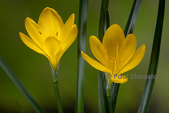 Sternbergia lutea (vendangeuse, crocus d'automne)