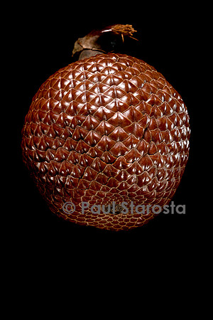 Mauritia flexuosa (aguaje, palmier bâche)