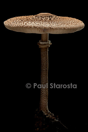 Macrolepiota procera (coulemelle)