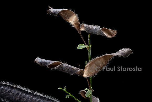 Cytisus scoparius (genêt à balais, genêt écossais) - fruit ouvert