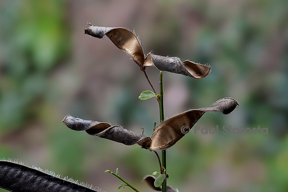 Cytisus scoparius (genêt à balais, genêt écossais) - fruit ouvert