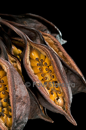 Brachychiton populneus (sterculia à feuilles de peuplier) - infrutescence