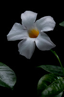 Mandevilla ‘Rio White’ (Dipladenia)