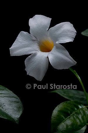 Mandevilla ‘Rio White’ (Dipladenia)