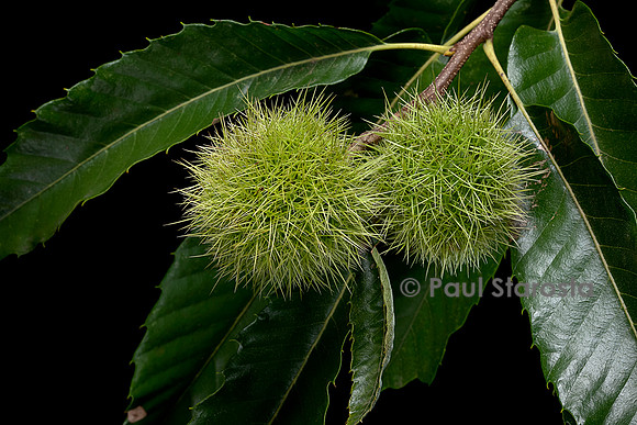 Castanea sativa (Châtaignier, châtaignier commun) - fruits (bogues)