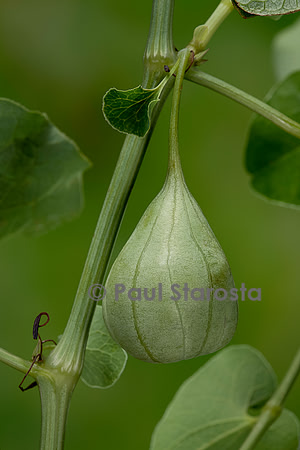 Aristolochia clematitis (aristoloche clématite) - fruit