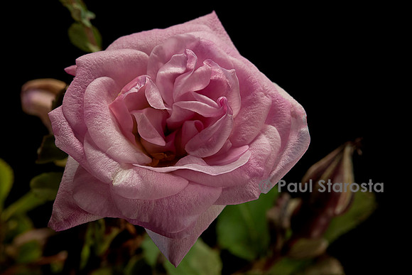 Rosa pimpinellifolia ‘Haïdee’