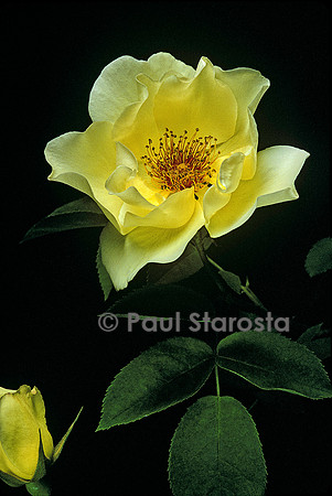 Rosa pimpinellifolia ‘Golden Wings’