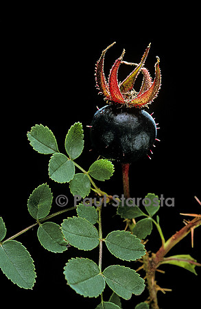 Rosa pimpinellifolia ‘Single Cherry’ - fruit
