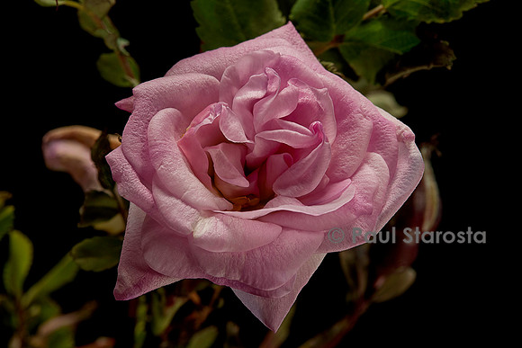 Rosa pimpinellifolia ‘Haïdee’