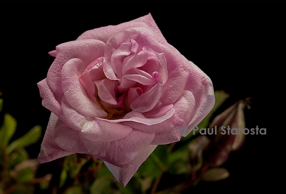 Rosa pimpinellifolia ‘Haïdee’