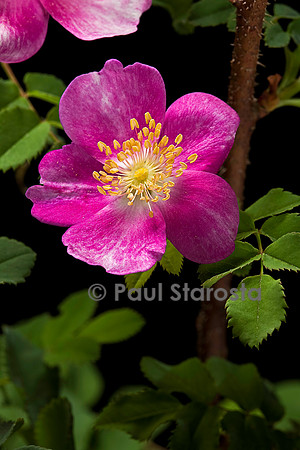 Rosa pimpinellifolia ‘Mary Queen of Scots’