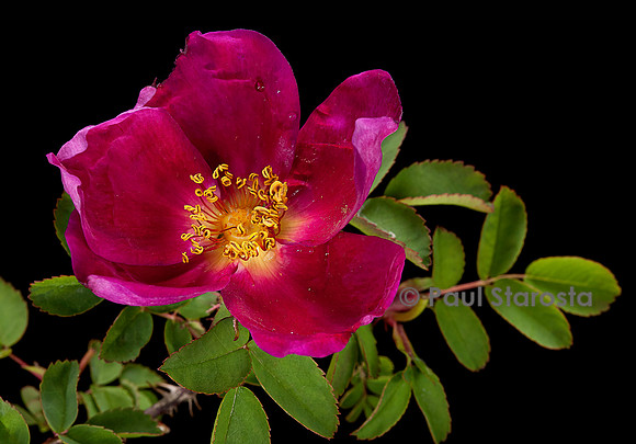 Rosa pimpinellifolia ‘Rubra’