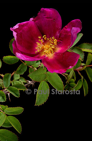 Rosa pimpinellifolia ‘Rubra’
