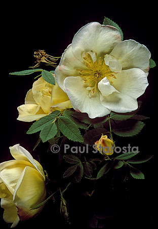 Rosa pimpinellifolia ‘Frühlingsgod’