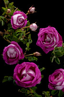 pimpinellifolia, spinosissima & rugosa