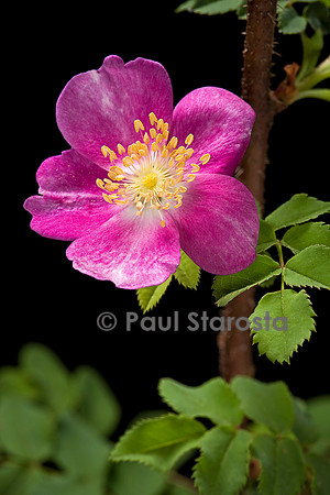 Rosa pimpinellifolia ‘Mary Queen of Scots’