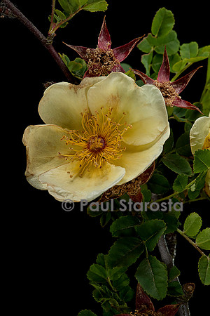 Rosa pimpinellifolia 'lutea plena'