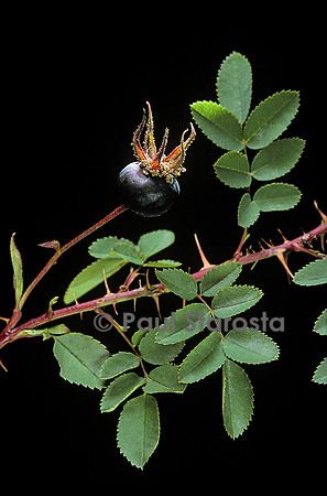 Rosa pimpinellifolia ‘Single Cherry’ - fruit