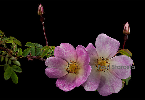 Rosa pimpinellifolia 'Glory of Edzell'
