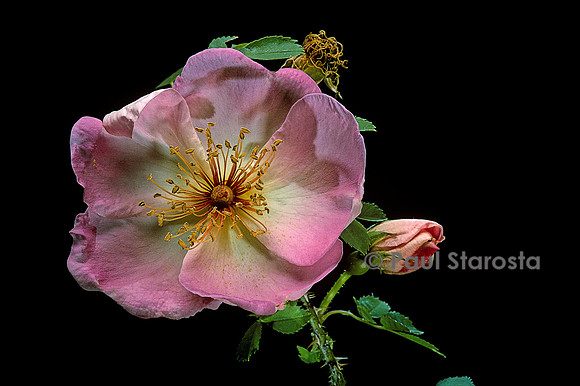Rosa pimpinellifolia ‘Frühlingsmorgen’