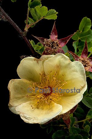 Rosa pimpinellifolia 'lutea plena'