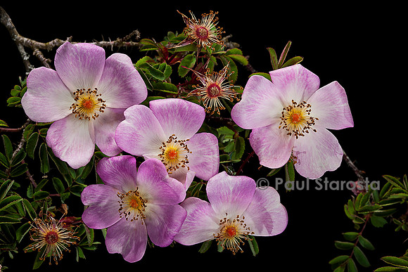 Rosa pimpinellifolia 'Glory of Edzell'