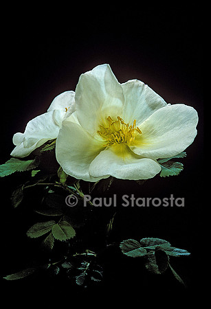 Rosa moyesii ‘Nevada’