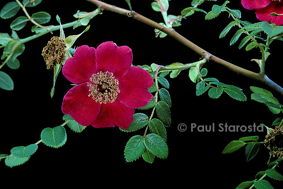 Rosa moyesii