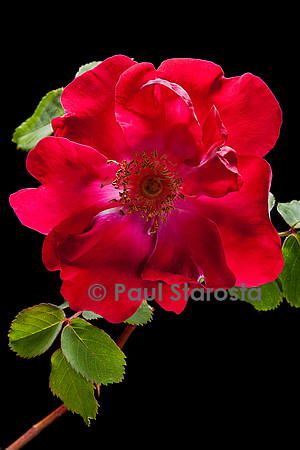 Rosa moyesii 'Eddie's Jewel'