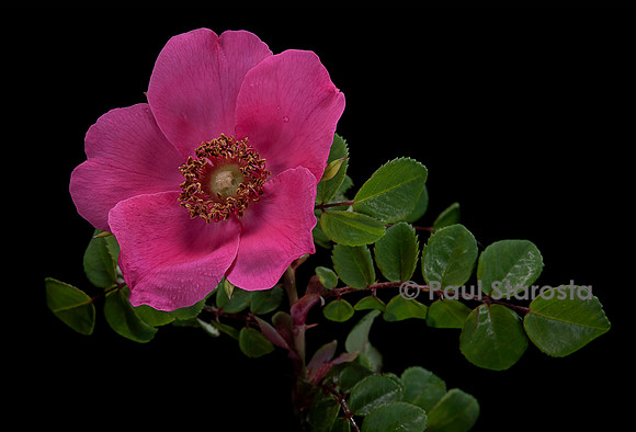 Rosa moyesii