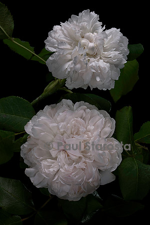 Rosa X portlandica ‘White Jacques Cartier’