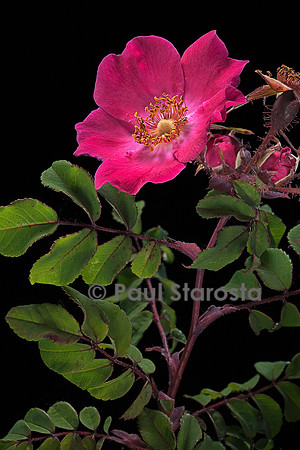 Rosa moyesii ‘Highdownensis’